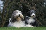 BEARDED COLLIE 455